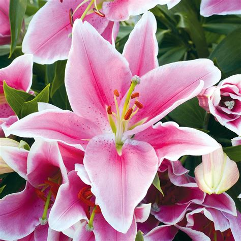 lily bulbs defender pink suttons