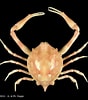 Afbeeldingsresultaten voor "Myra Affinis". Grootte: 88 x 100. Bron: www.crustaceology.com