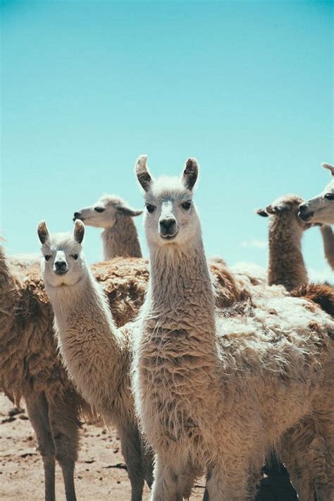 dressed  llamas   latest wedding   lipstiqcom