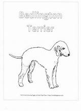 Coloring Pages Puppy Terrier Crested Chinese sketch template