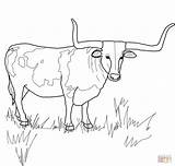 Coloring Longhorn Texas Pages Cattle Drawing Steer Bull Printable Cow Horn Supercoloring Longhorns Color Ferdinand Animal Getdrawings Drawings Skull Popular sketch template