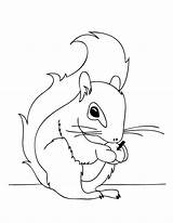 Squirrel Coloring Pages Printable Outline Cartoon Squirrels Tattoo Kids Fall Thanksgiving Print Simple Good Sheets Tattooimages Biz Popular Line sketch template