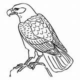 Falcon Coloring Hawk Pages Printable Tony Kids Drawing Animal Colouring Peregrine Bird Atlanta Animals Falcons Getcolorings Print Template Getdrawings Joy sketch template