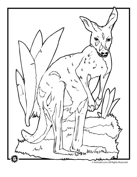 realistic kangaroo coloringgif  animal coloring pages