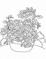 Vine Coloring Pages Vines Flower Jasmine Drawing Wisteria Getdrawings Template sketch template