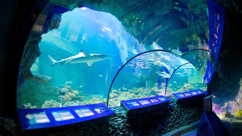 sea life aquarium munich attraction expediacomau