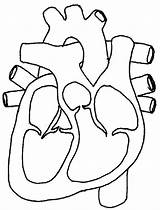 Diagram Heart Blank System Human Circulatory Anatomy Body Clipart Designs sketch template