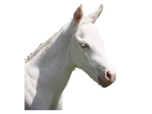 lethal white foal syndrome lwfs