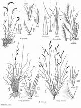 Grama Bouteloua Blue Gracilis Hairy Hirsuta Grass Grasses Crops Soilcropandmore Info Grazing Native sketch template