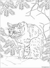 Coloringpagesonly Sofia Wildcat sketch template