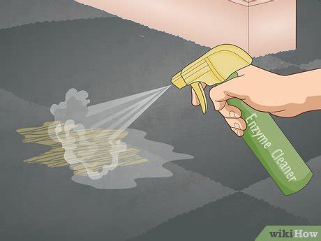 easy ways  clean human urine  carpet  steps