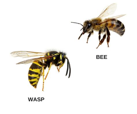differences  wasps  bees