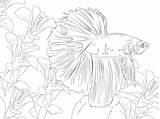 Fish Betta Coloring Pages Printable Supercoloring Online Beta Adult Color Drawings sketch template