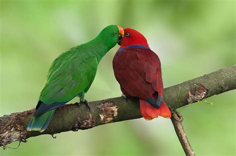 eclectus parrot bird species characteristics care