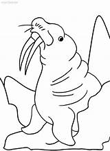 Walross Walrus Ausmalbilder Malvorlagen Sheets Cool2bkids sketch template