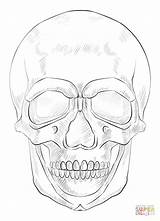Skull Drawing Draw Human Coloring Step Pages Anatomy Face Beginners Tutorials Printable Kids Skulls Sketch Half Drawings Proportion Tutorial Faces sketch template