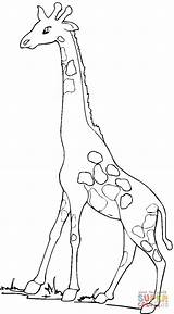 Giraffe Coloring Pages Printable Puzzle Walking sketch template