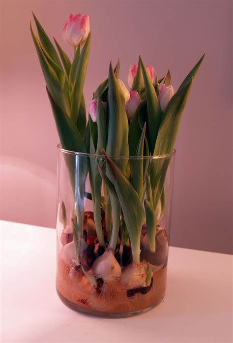 Tulips In Water Gardening Tips Tulips Glass Vase
