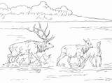 Elk Supercoloring sketch template