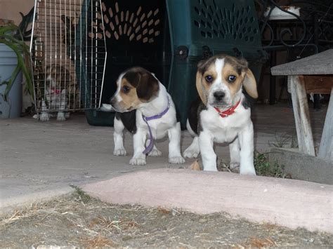 week  beagle puppies doggycom