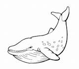 Ikan Sketsa Paus Coloring Kartun Diwarnai Narmadi Hitam Putih Hewan Contoh Lucu Menggambar Melatih Kreativitas Dengan sketch template