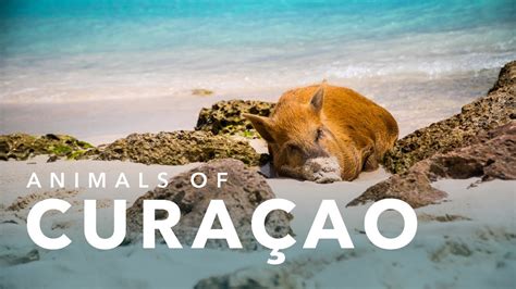 animals  curacao youtube