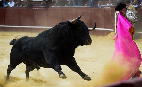 Corte Constitucional De Colombia Ratifica Que Las Corridas De Toros No