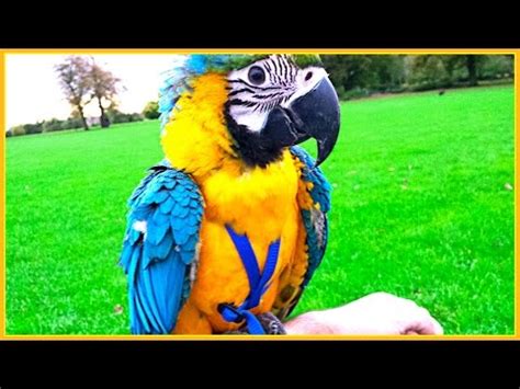 premier parrots outdoor  flight training bg youtube