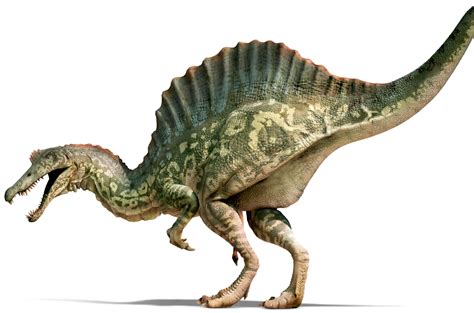 spinosaurus spinosaurus facts dk find