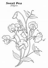 Pea Embroidery Watercolor Outlines Peas Botanical Colorier sketch template