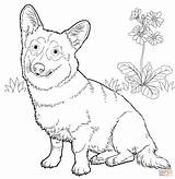 Corgi Coloring Pages Welsh Dog Pembroke Printable Cute Drawing Color Hard Dogs Print Line English Old Getdrawings Drawings Kids Paper sketch template