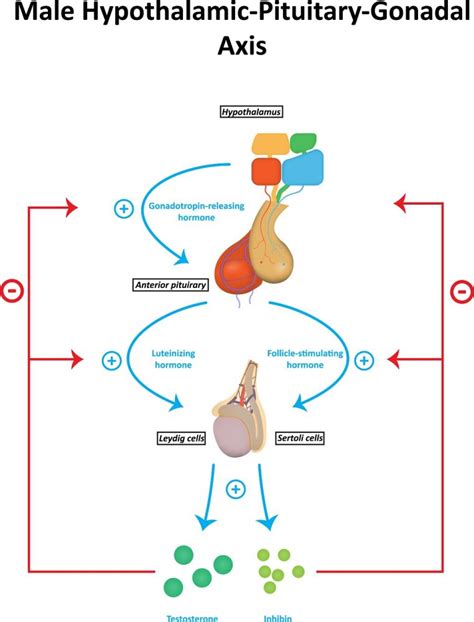 Hormones In Male Reproductive System Std Gov Blog