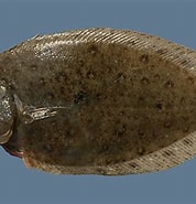 Afbeeldingsresultaten voor "lepidorhombus Whiffiagonis". Grootte: 178 x 185. Bron: adriaticnature.com