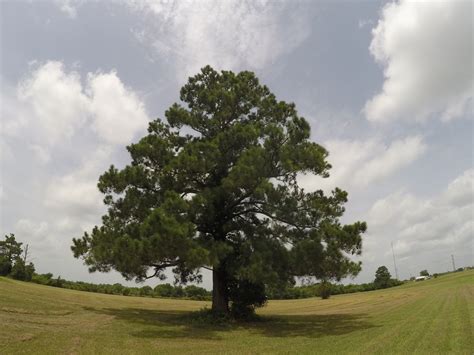 oak tree  stock photo public domain pictures