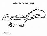 Skunk Coloring Coloringnature sketch template