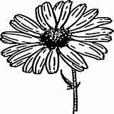 Daisy Outline Flower Cliparts sketch template