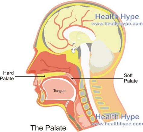 palates hard palate soft palate anatomy  picture healthhypecom