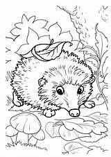 Coloring Hedgehogs Hedgehog Pages Printable Kids Activity Fall Funny sketch template