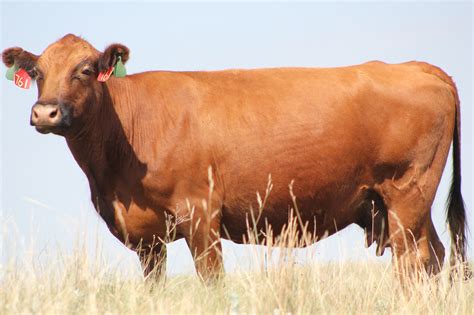 options  reducing stocking rates due  dry conditions unl beef
