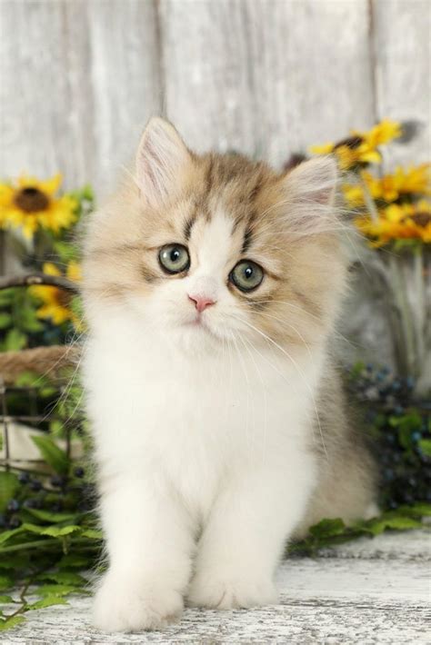 adorable teacup persian kitten wwwdollfacepersiankittenscom kittensquotes teacup cats