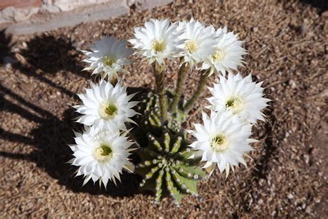 azure gate  bloomin cactus