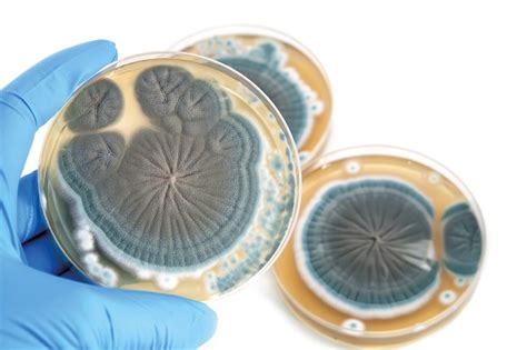 Bacterias Que Parecen Hongos Sus Aplicaciones Como Bioinoculantes