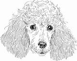 Poodle Caniche Isolated Pudel Poedel Depositphotos Vektor Isoliert Coloring Kopf St sketch template