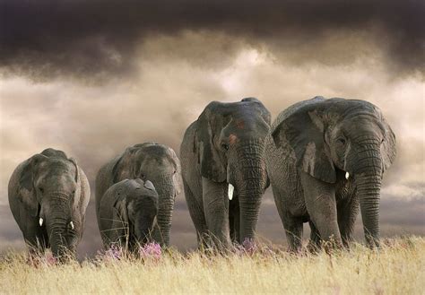 olifanten op rij van marcel van balken op canvas behang en meer