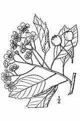 Hawthorn Flower Drawing Rosaceae Viridis Crataegus Paintingvalley Green sketch template
