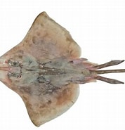 Afbeeldingsresultaten voor Dipturus Wikipedia. Grootte: 178 x 185. Bron: fishesofaustralia.net.au