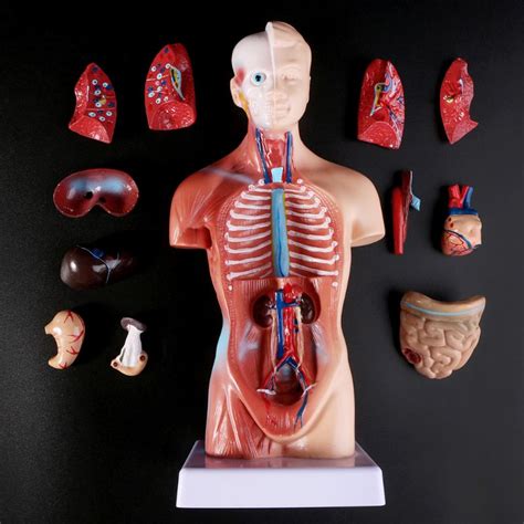Human Torso Body Model Anatomy Anatomical Medical Internal Organs For