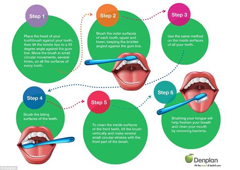 brush  teeth correctly    step guide daily mail