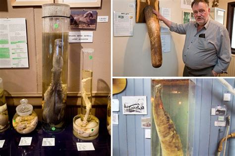Inside Earth S Biggest Penis Museum Founded Because Somebody Had To