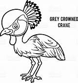 Crane Crowned Grey Coloring Designlooter 1024px 97kb sketch template